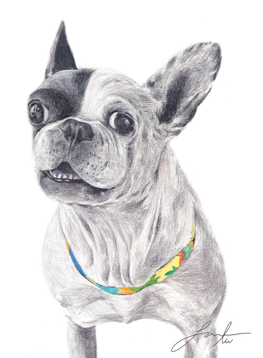 pet portrait 4