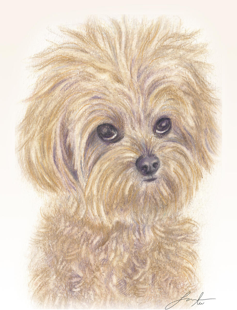 pet portrait 1