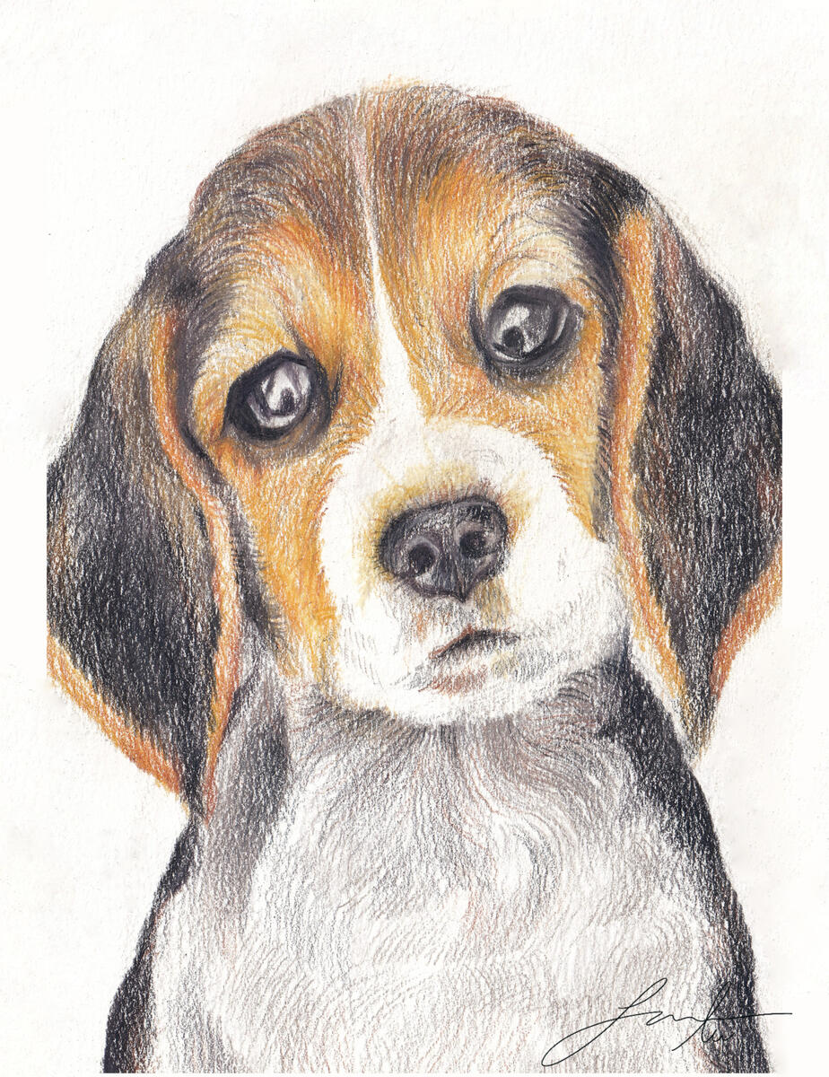 pet portrait 3