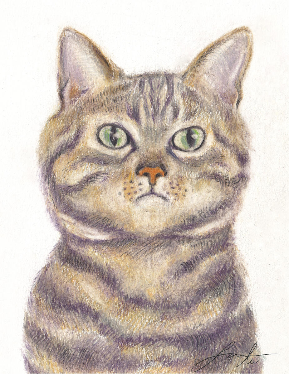 pet portrait 2